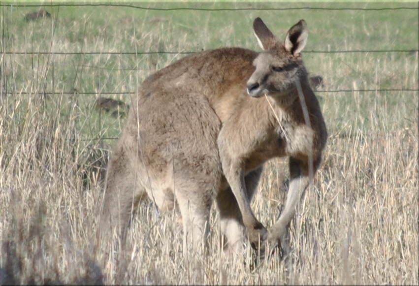 kangaroo_grass3