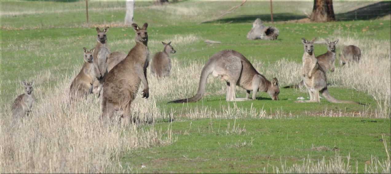 kangaroos