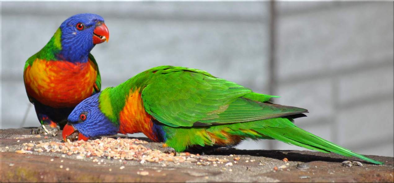 lorikeets2