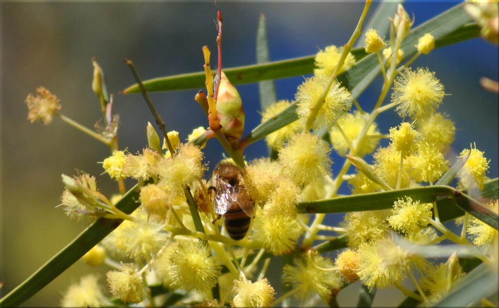 bee_wattle