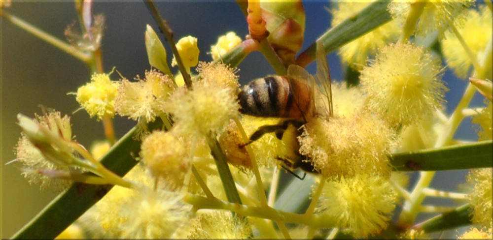 bee_wattle2