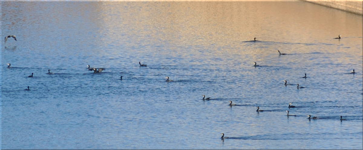 cormorants2