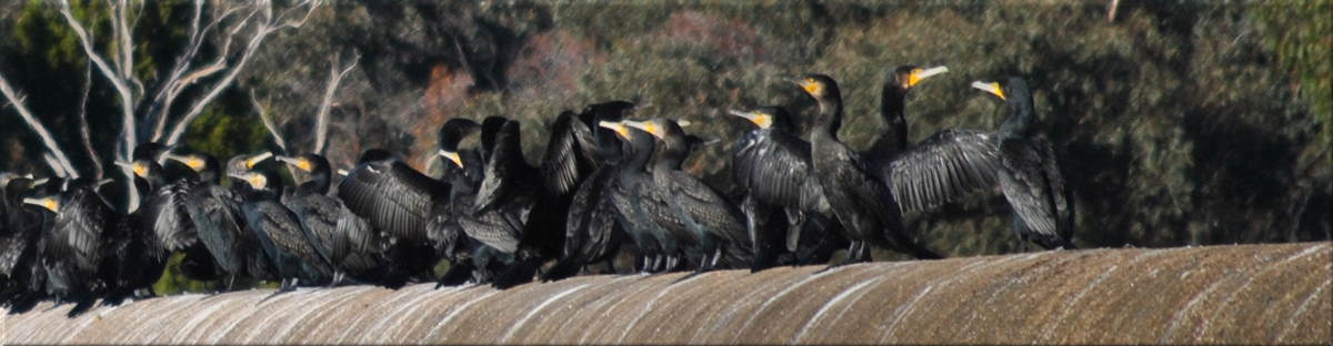 cormorants3