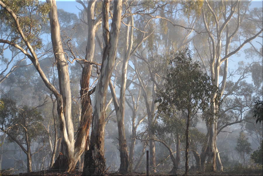 foggy_rocklands_gums