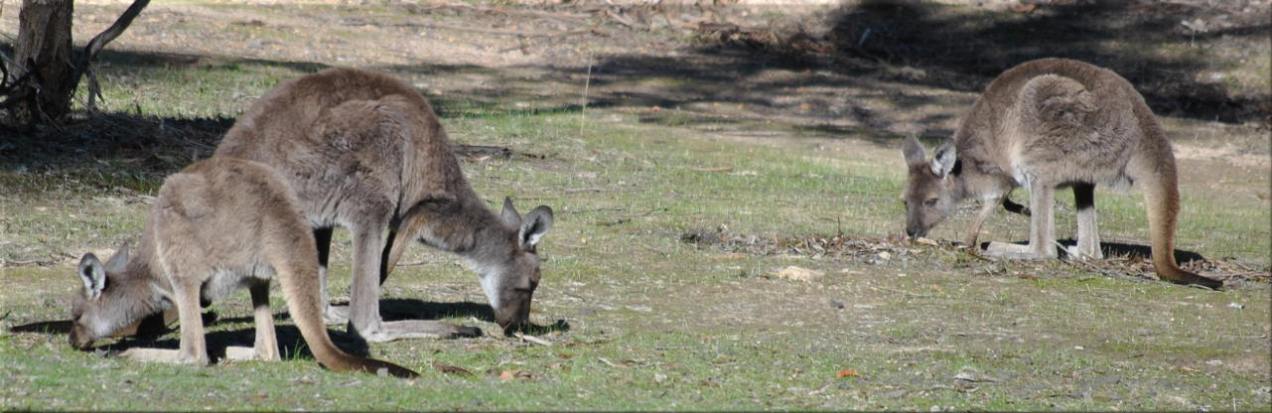 rocklands1_kangaroos