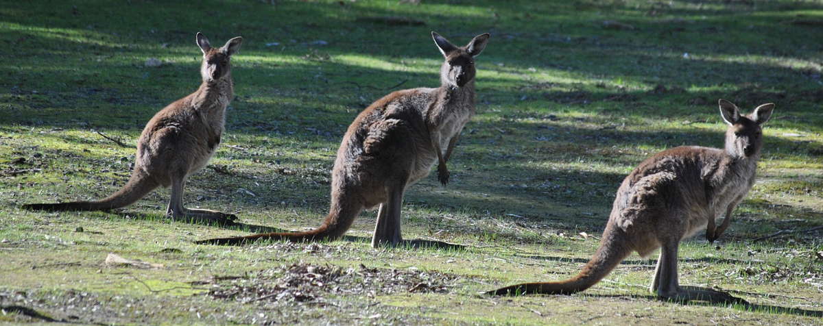 rocklands3_kangaroos
