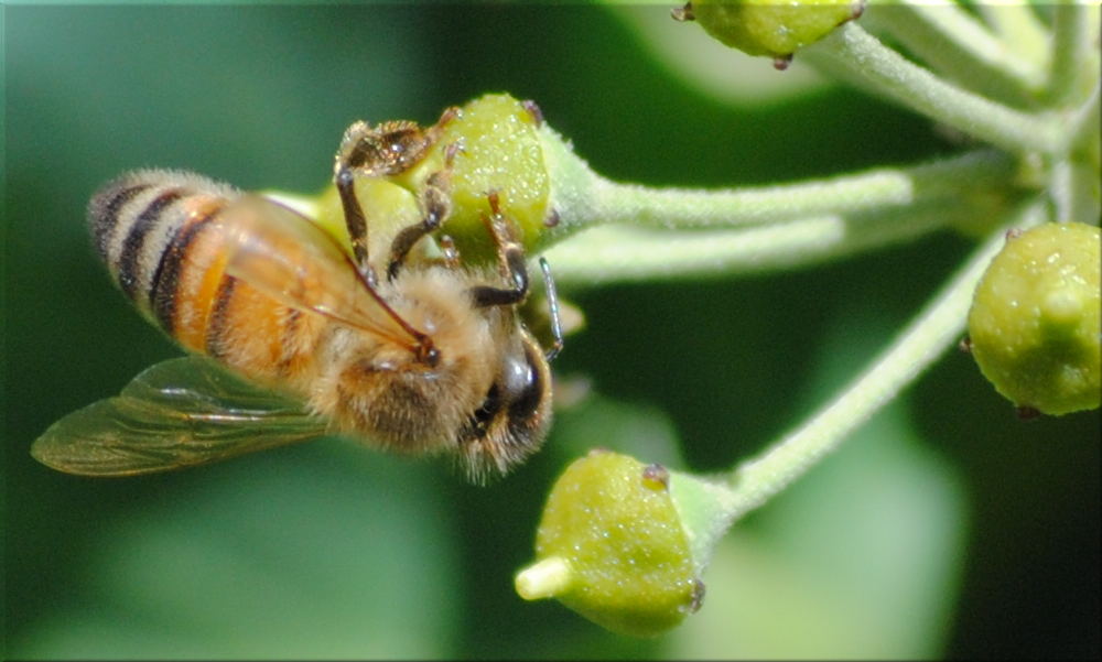 bee2