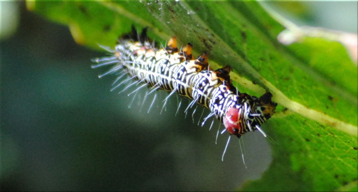 grapevine_moth_larvae.jpg