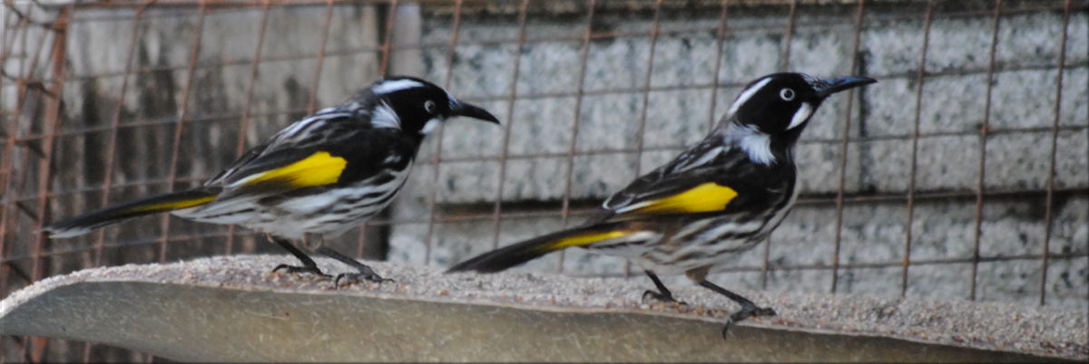 new_holland_honeyeaters3