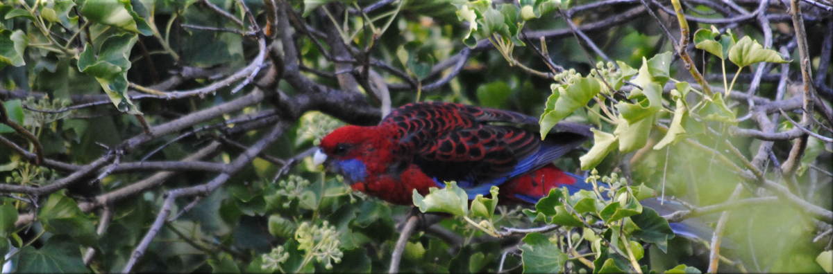 rosella