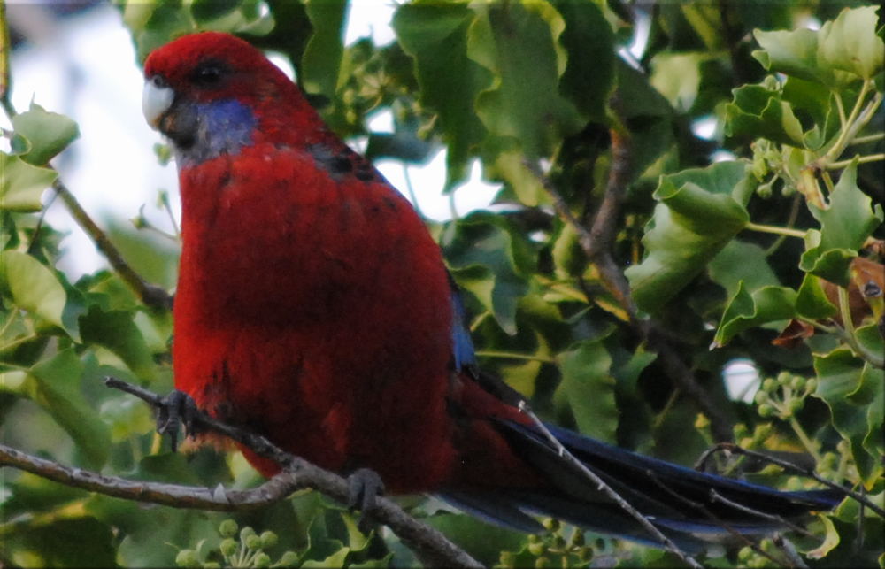 rosella2