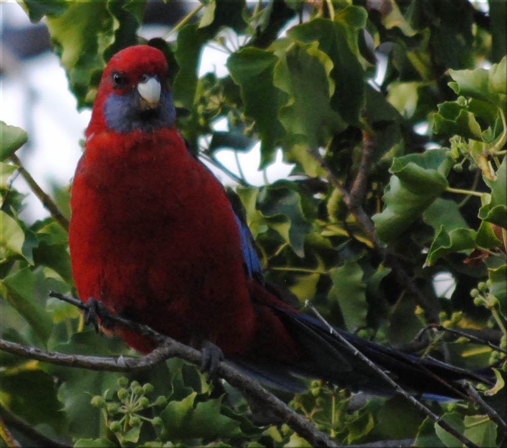 rosella3