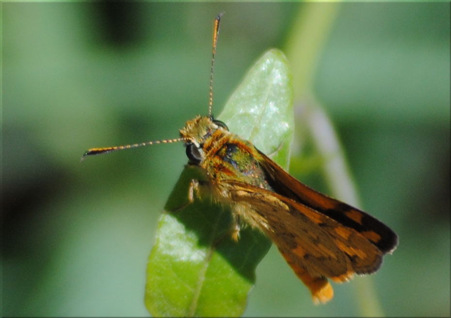 skipper