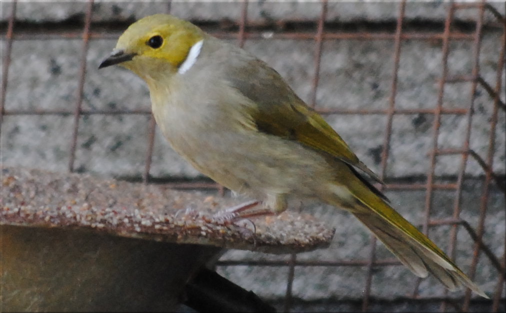 white_plumed_honeyeater