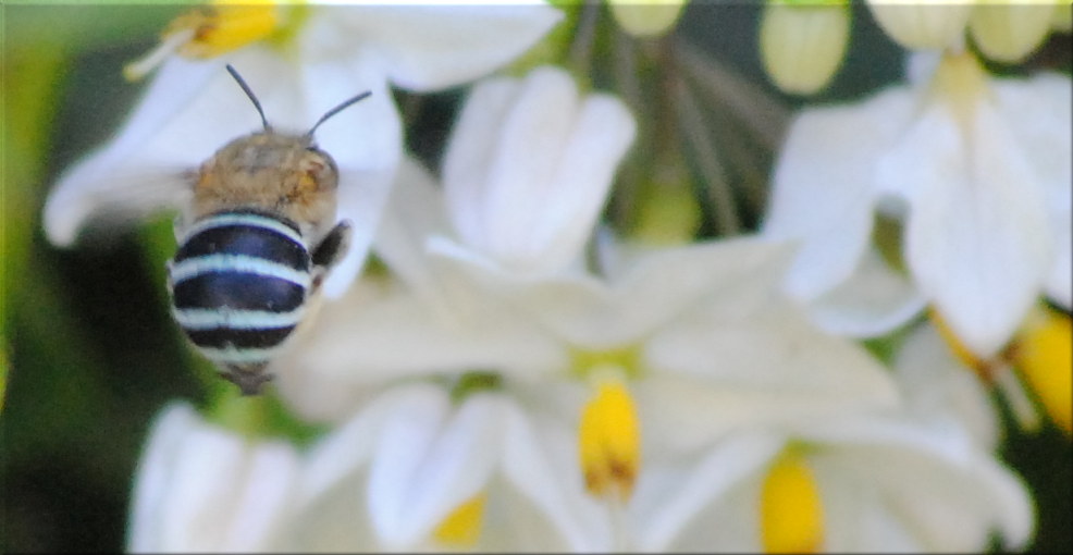 blue_banded_beeA
