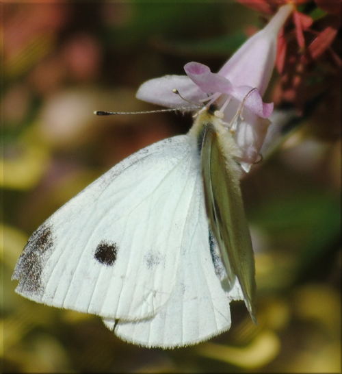 cabbage_moth