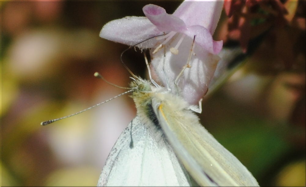 cabbage_moth2