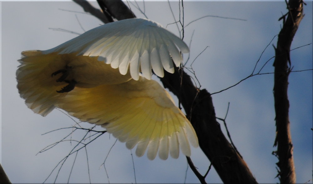 cockatoo_flying2