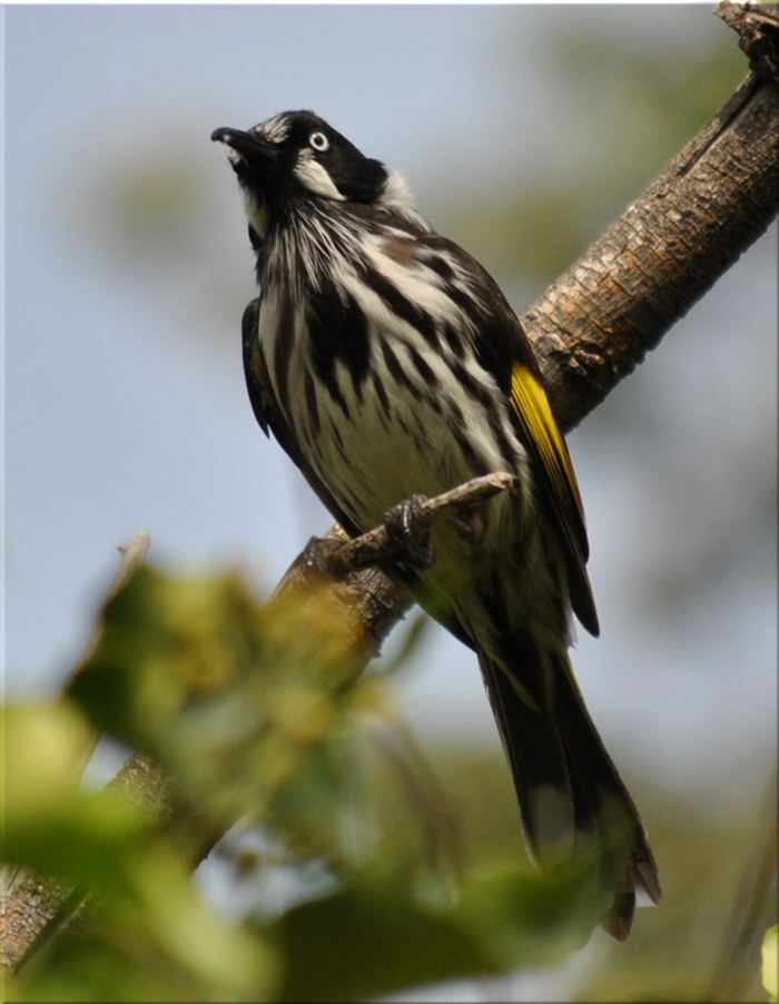 honeyeater