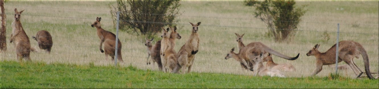 kanagroos-many1