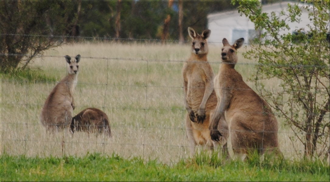 kangaroo_four