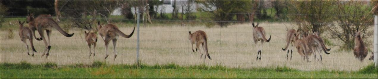 kangaroo_many1