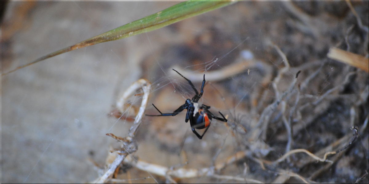 redback