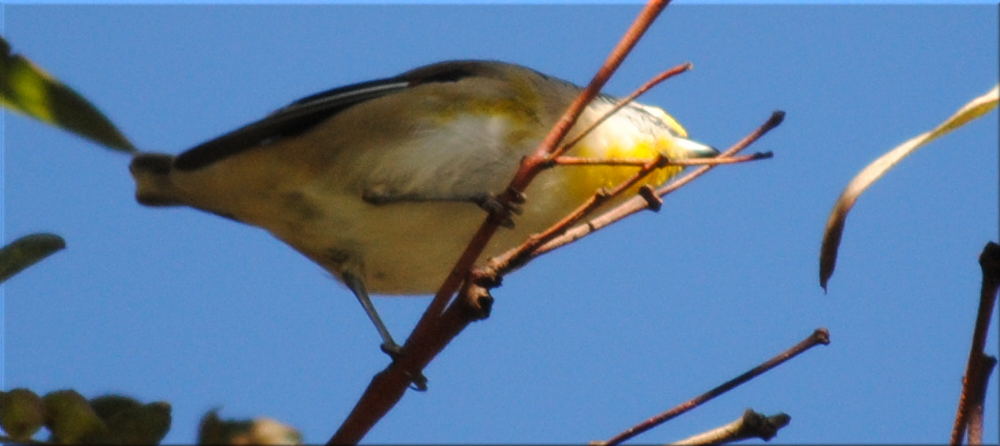 striated_pardalote1