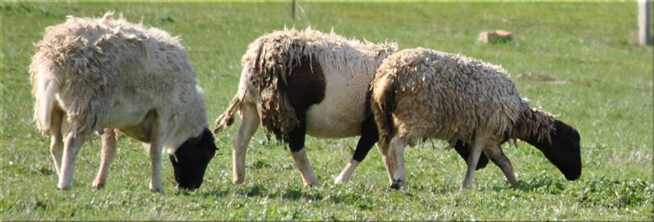 coloured_sheep