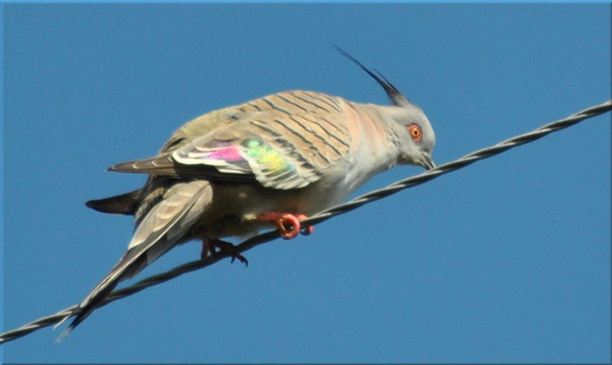 crested_pigeon