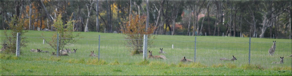 flighty_kangaroos