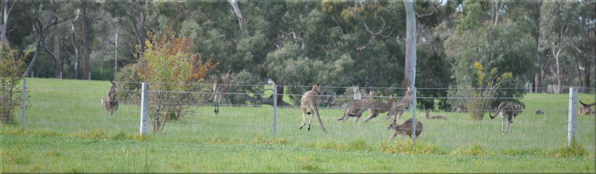 flighty_kangaroos3