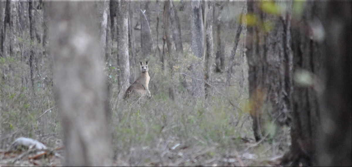 kangaroo_shadyforest