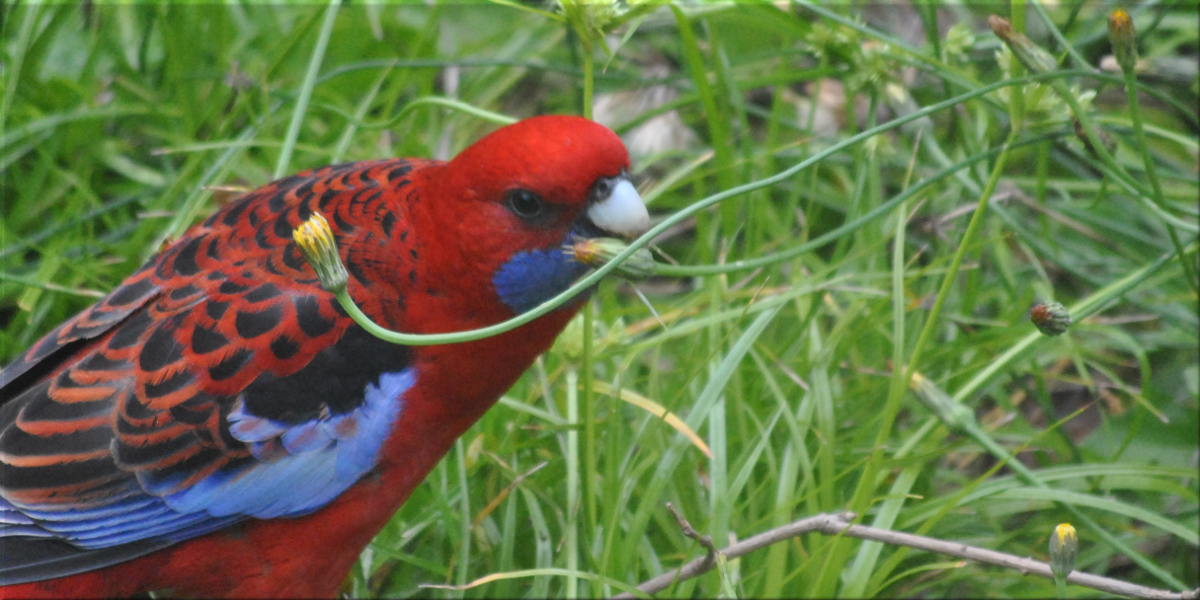 rosella1
