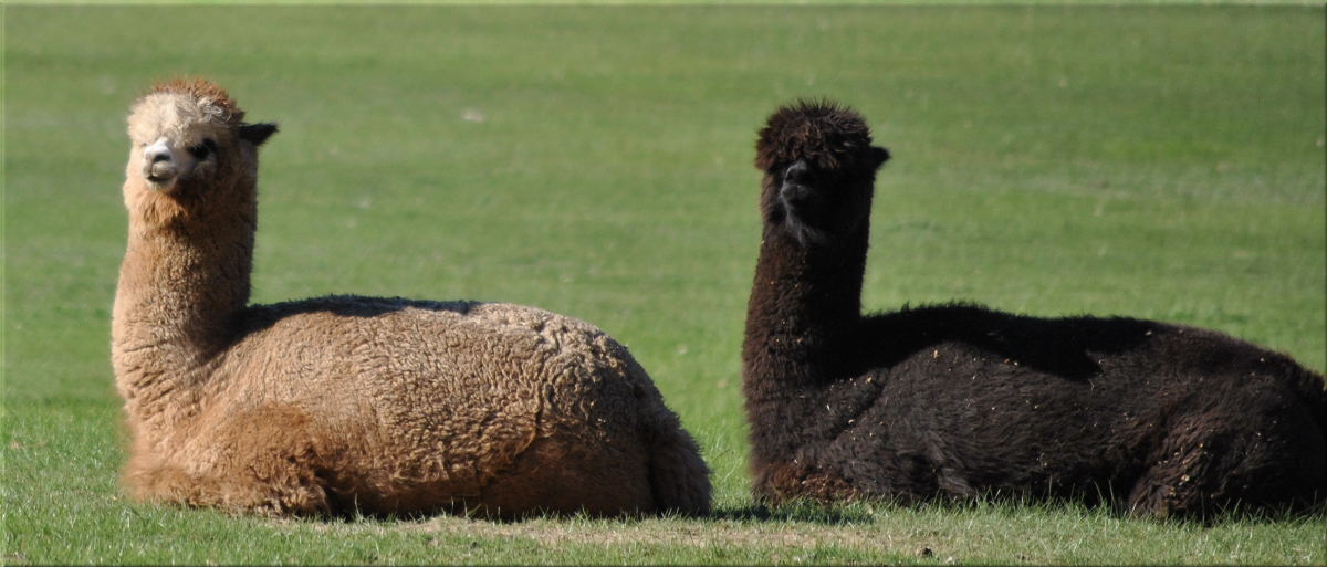 alpacas2