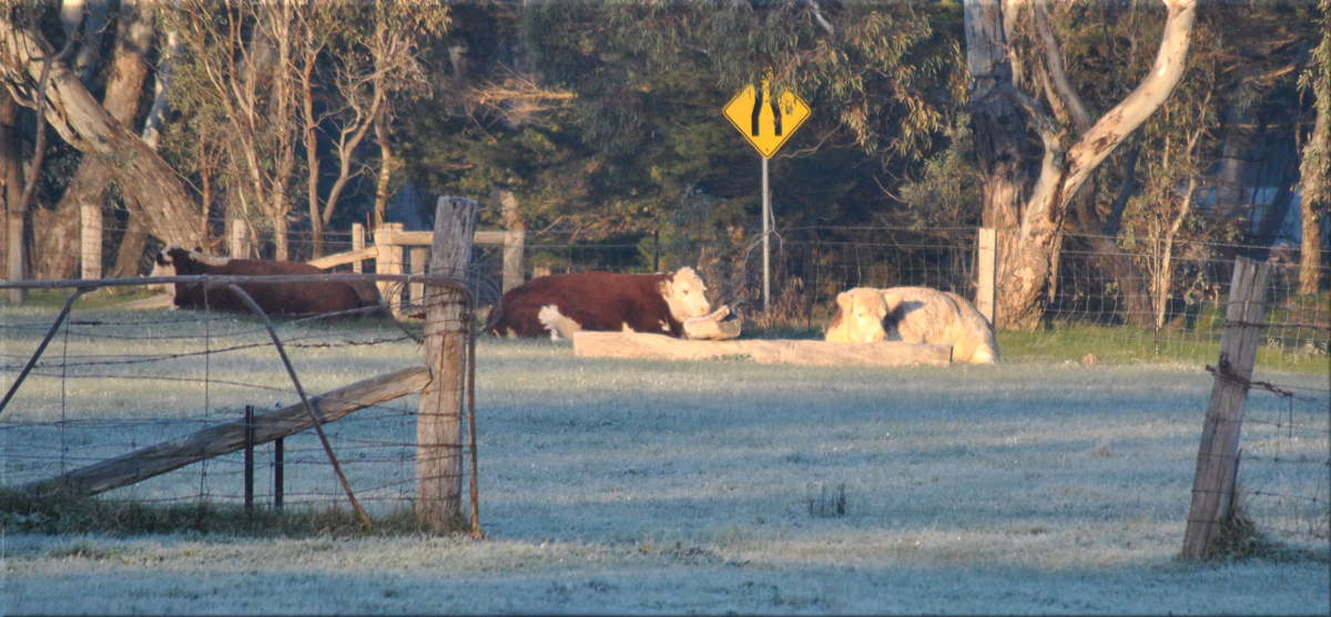 frosty_morn_cows