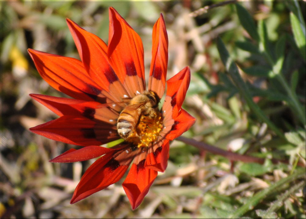 gazania_bee