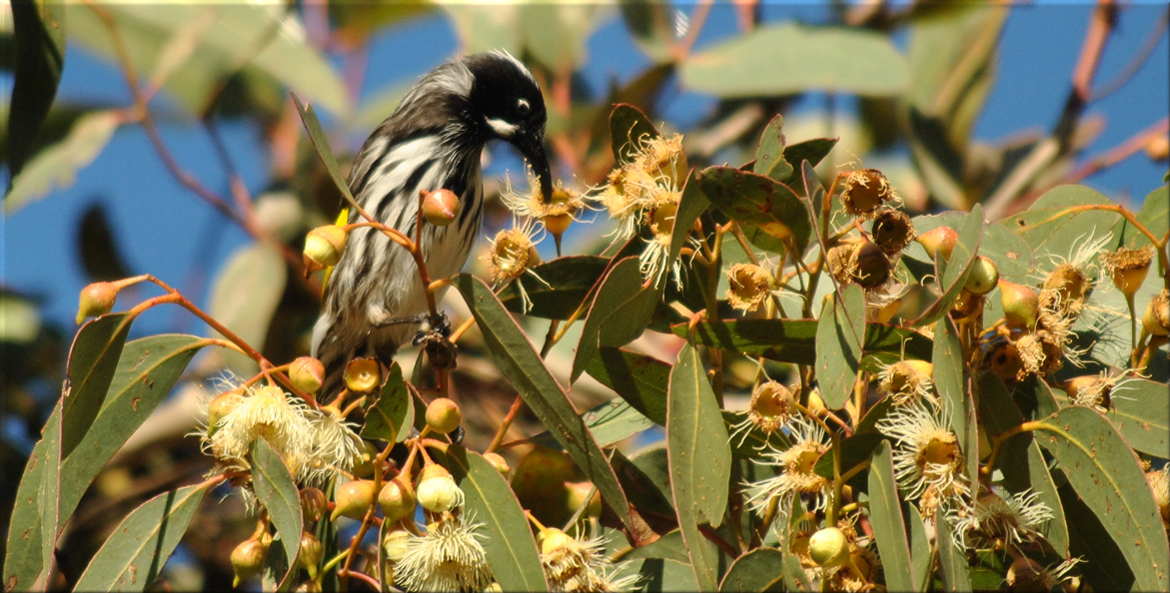 honeyeater_gum