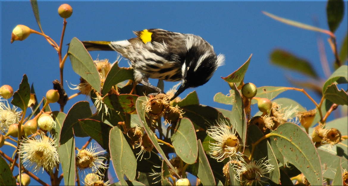 honeyeater_gum2