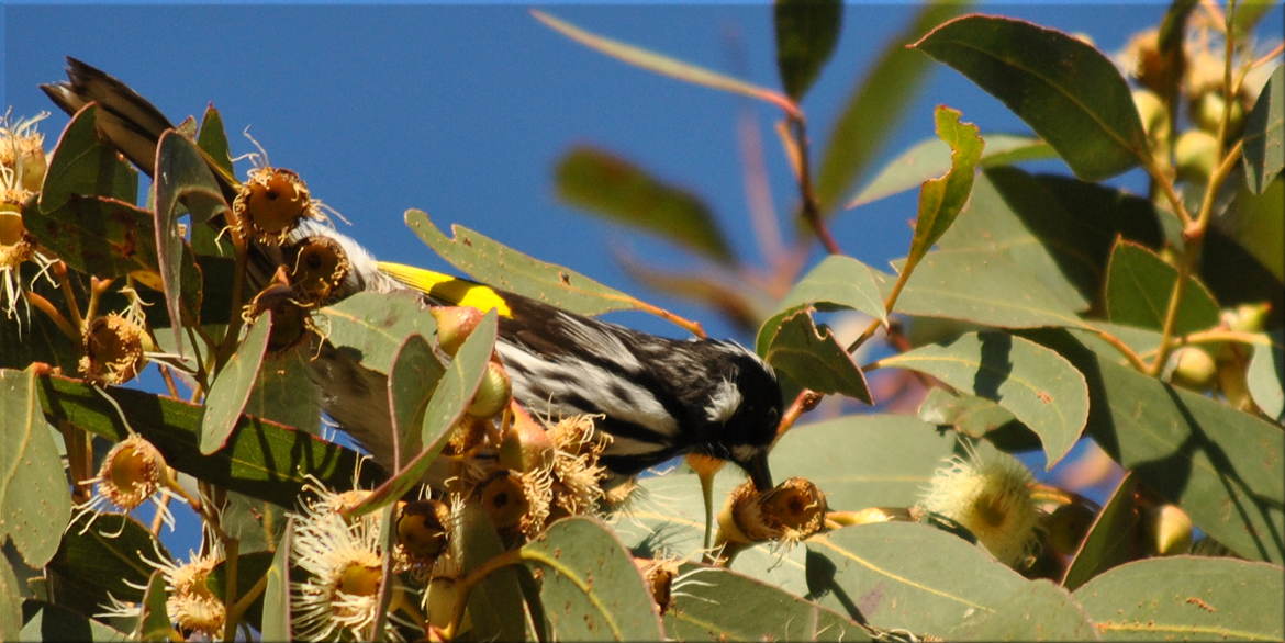 honeyeater_gum3
