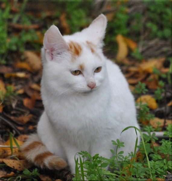 marmalade-tabby-tails3