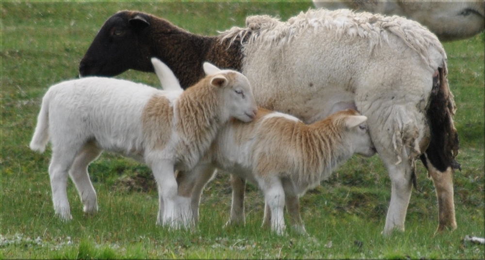 sheep_lambs3
