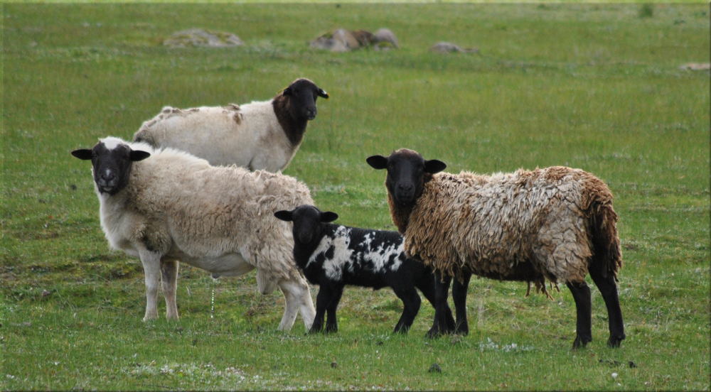 sheep_lambs4