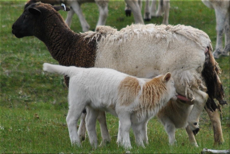 sheep_lambs5