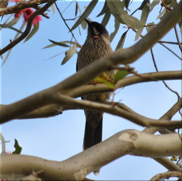 wattlebird