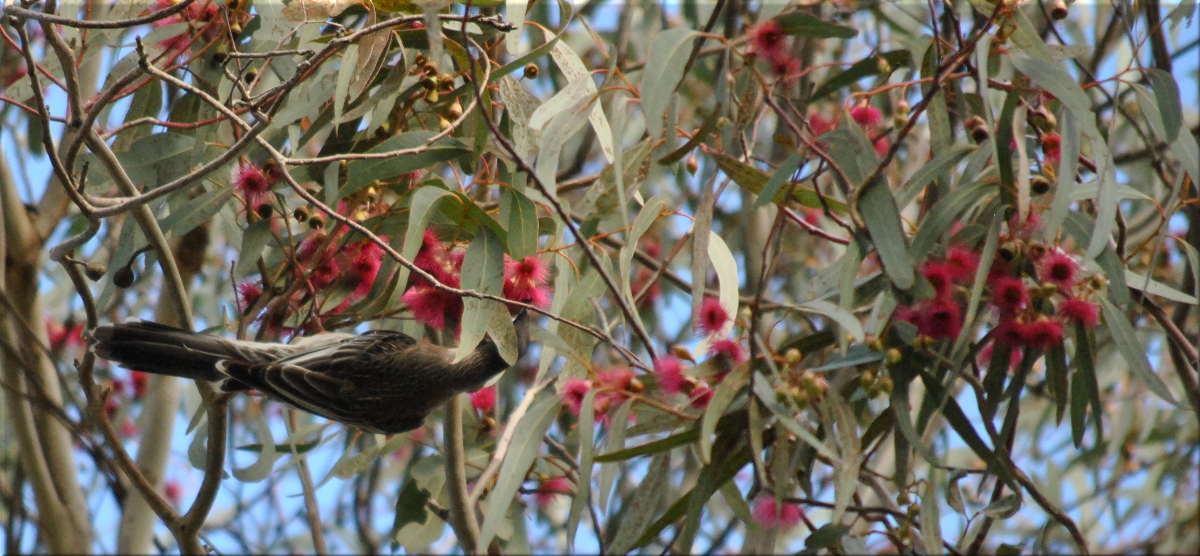 wattlebird_red_blossom