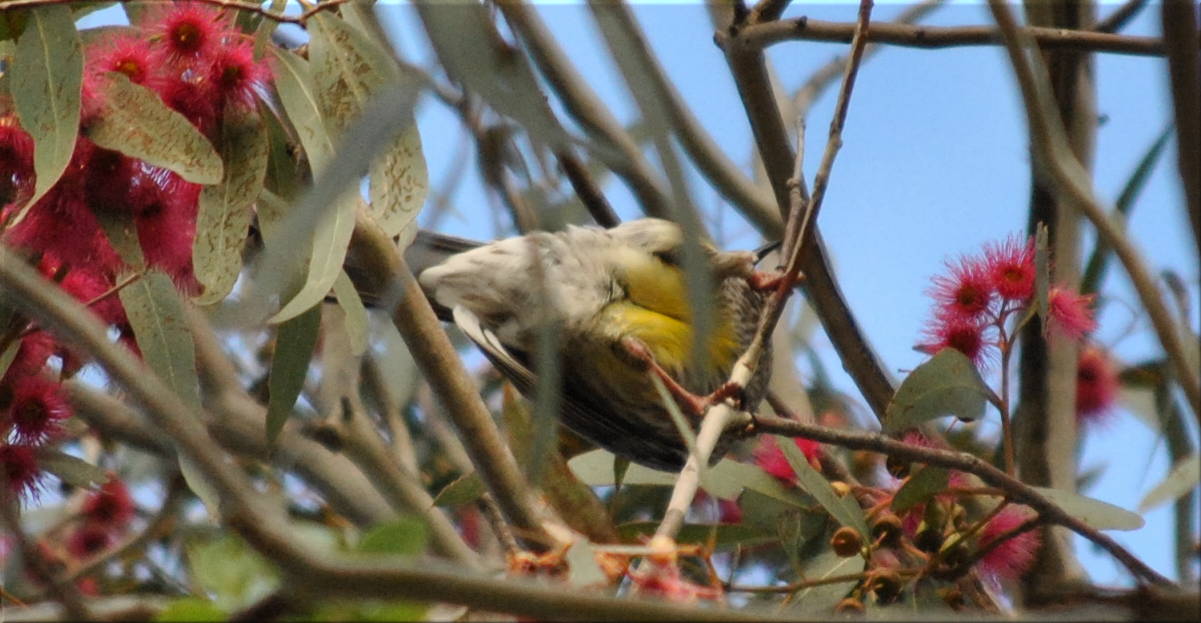 wattlebird_red_blossom2