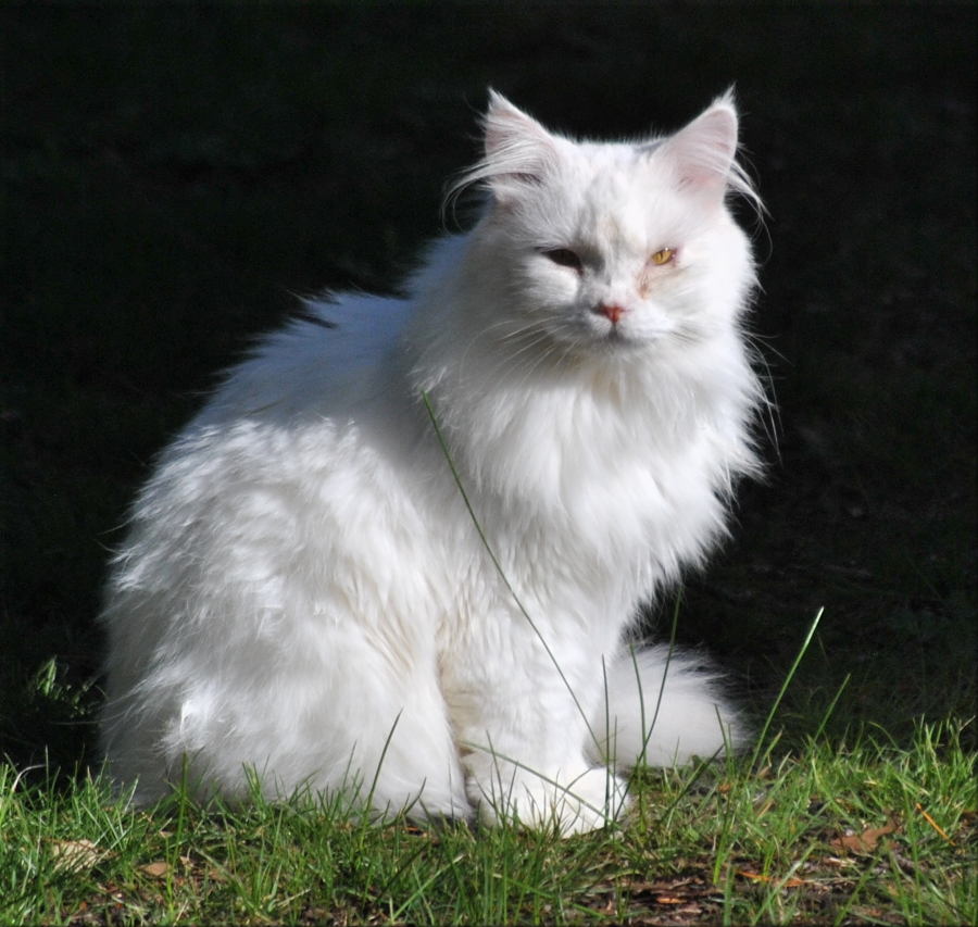 white_fluffy-cat