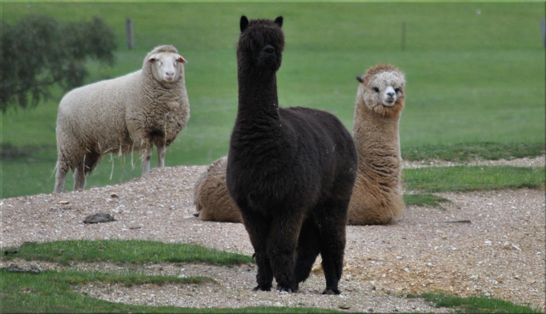 alpacas_sheep
