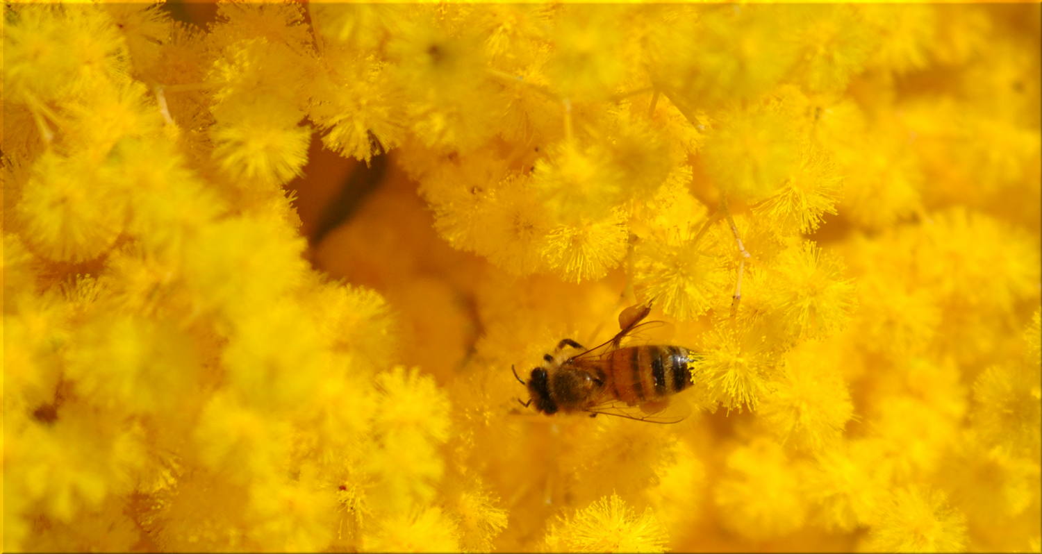 bee_on_wattle